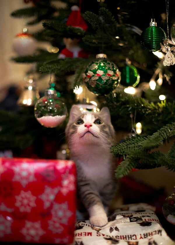 Adventkalender Kat