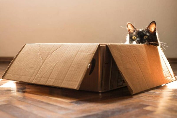 Surprise Box kat L