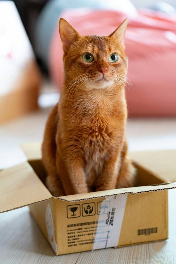 Surprise Box kat S