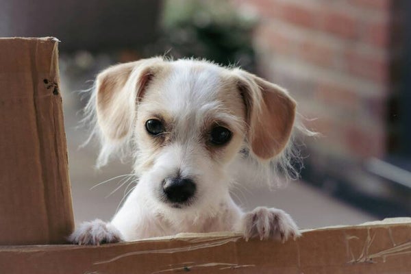 Surprise Box M