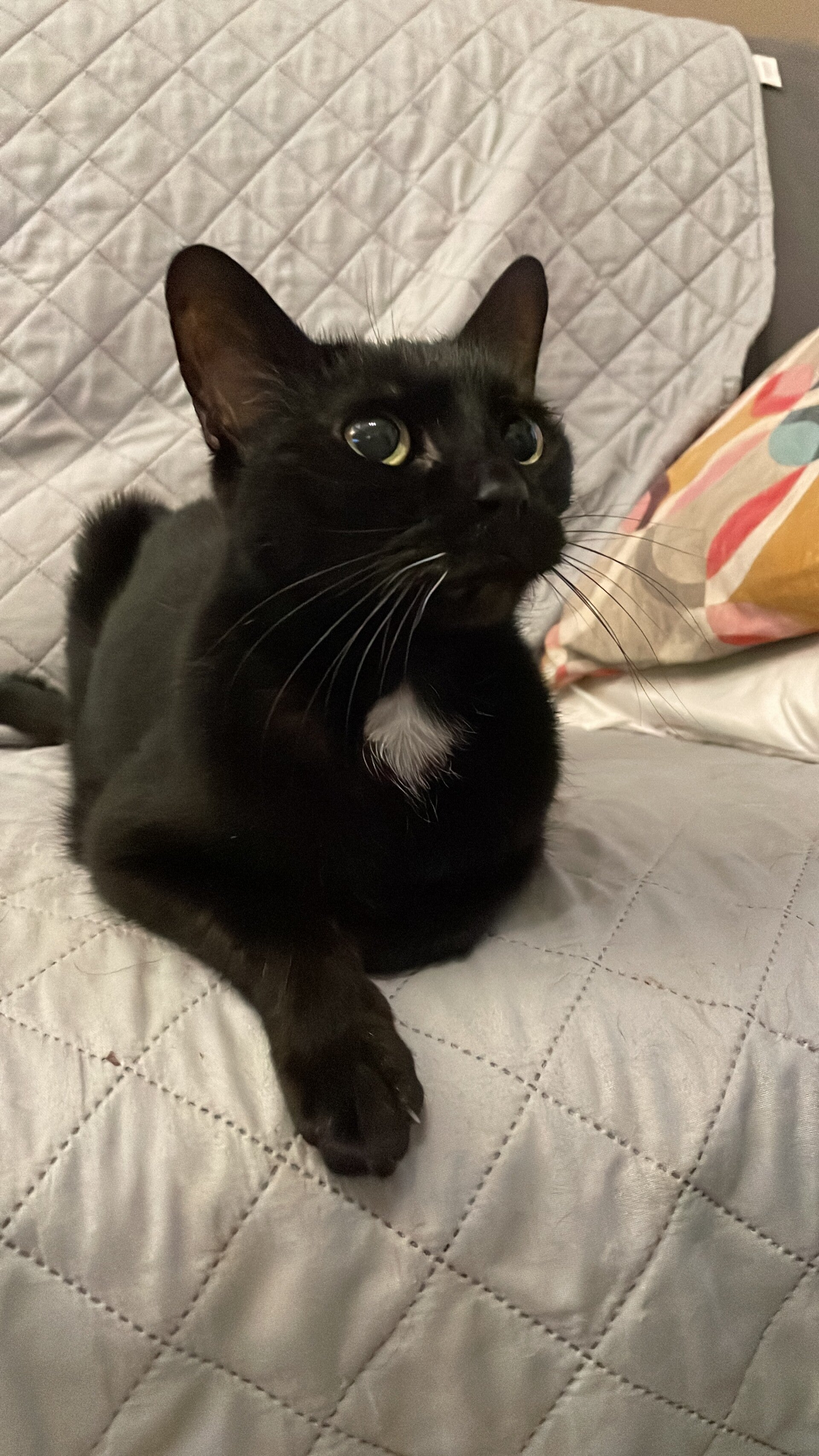 Benessere e tranquillità del gatto durante il servizio di cat sitting