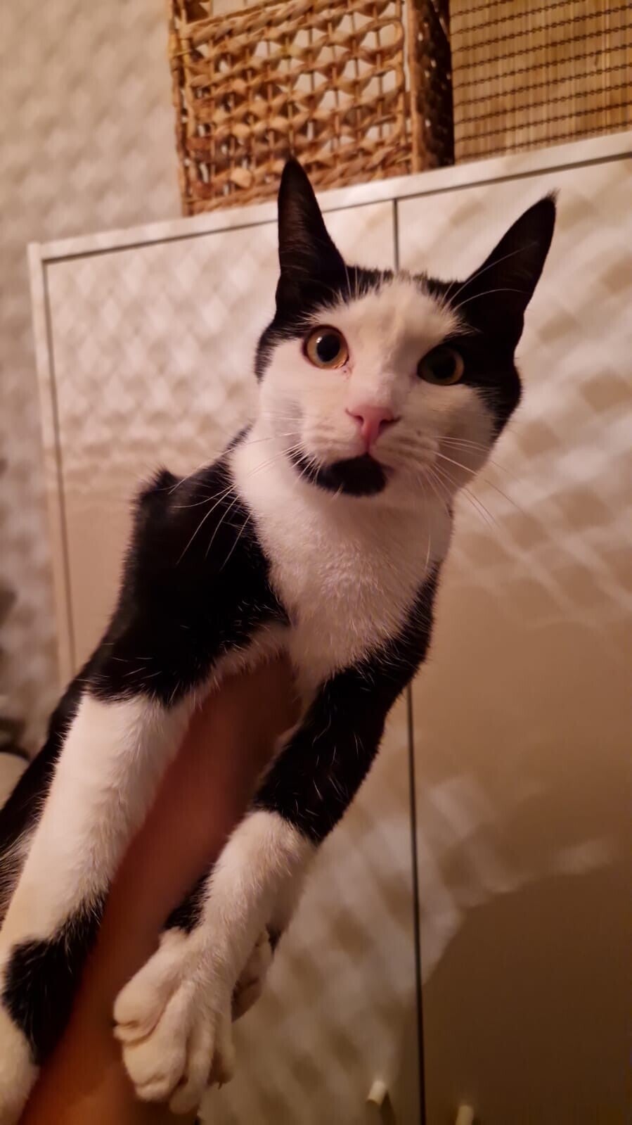 Consulenza prima della partenza per organizzare il cat sitting