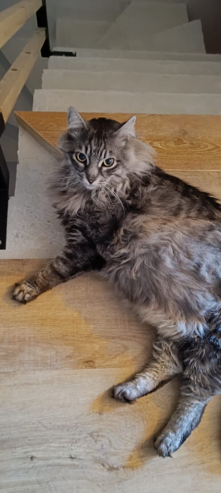Doppia visita giornaliera per il gatto durante il cat sitting