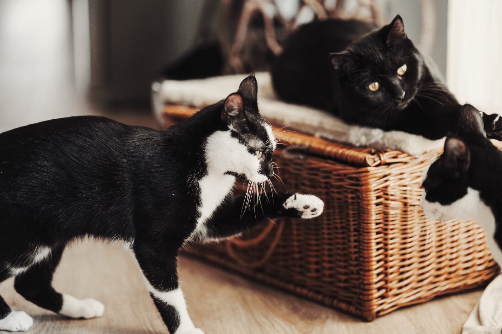 Cura e attenzioni per il gatto durante il cat sitting a domicilio