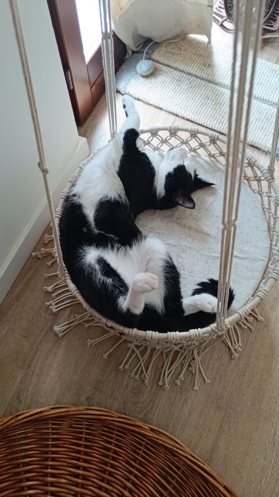 Cure e attenzioni speciali per il gatto a domicilio