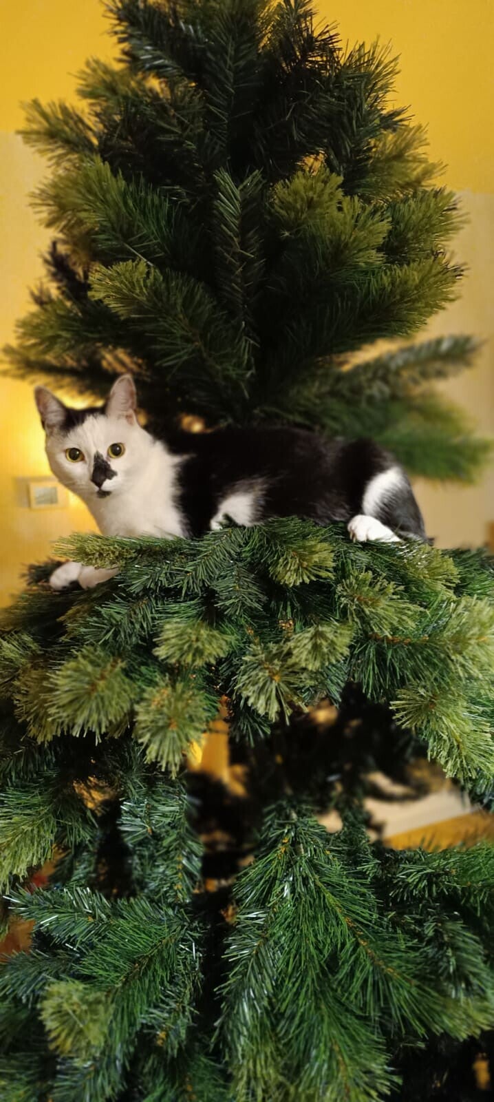 Attenzioni personalizzate per il gatto durante il cat sitting