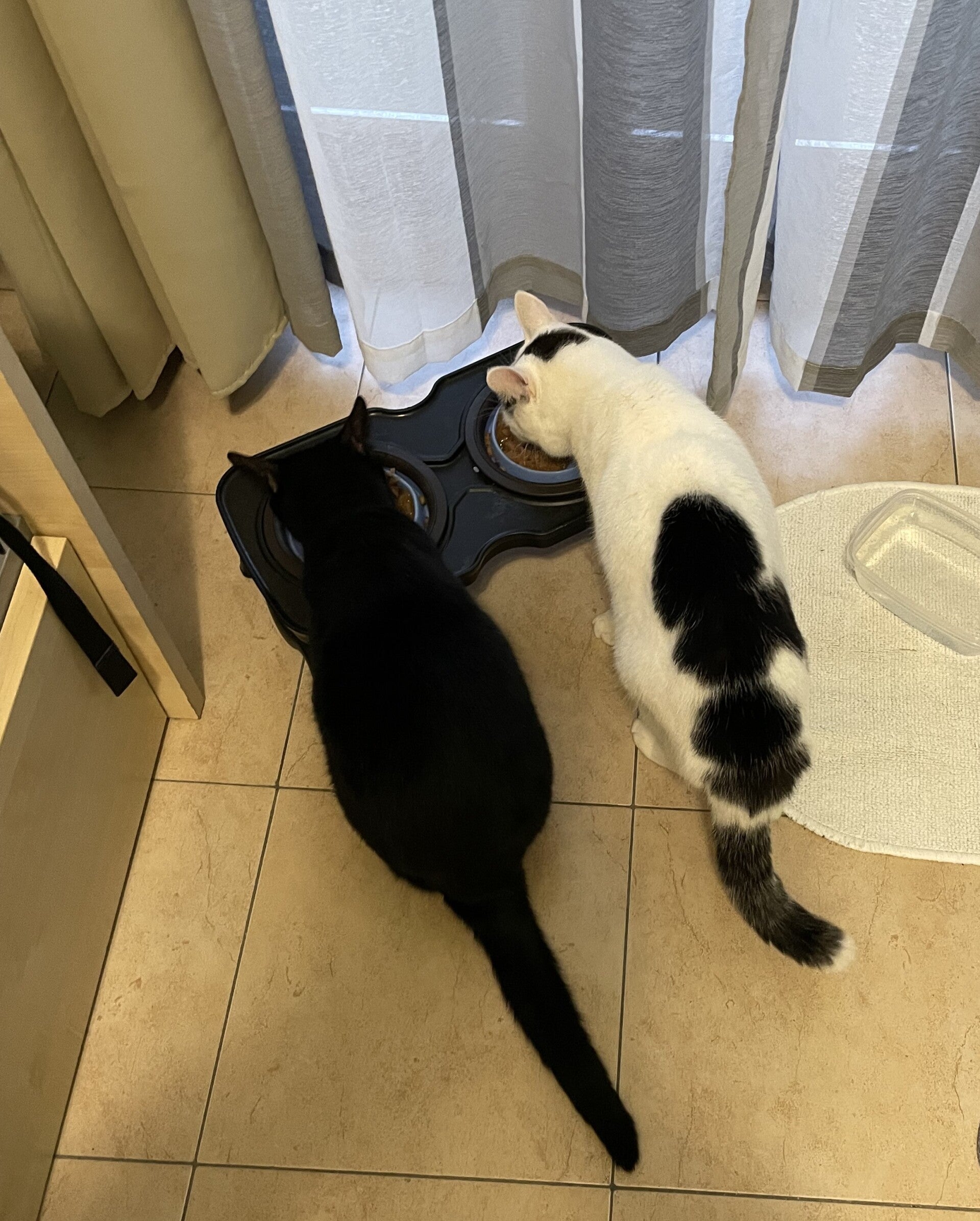 Cat sitter che si prende cura del gatto a domicilio