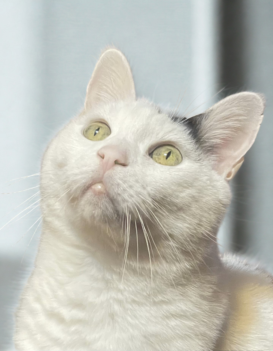 Incontro preliminare tra cat sitter e proprietario del gatto