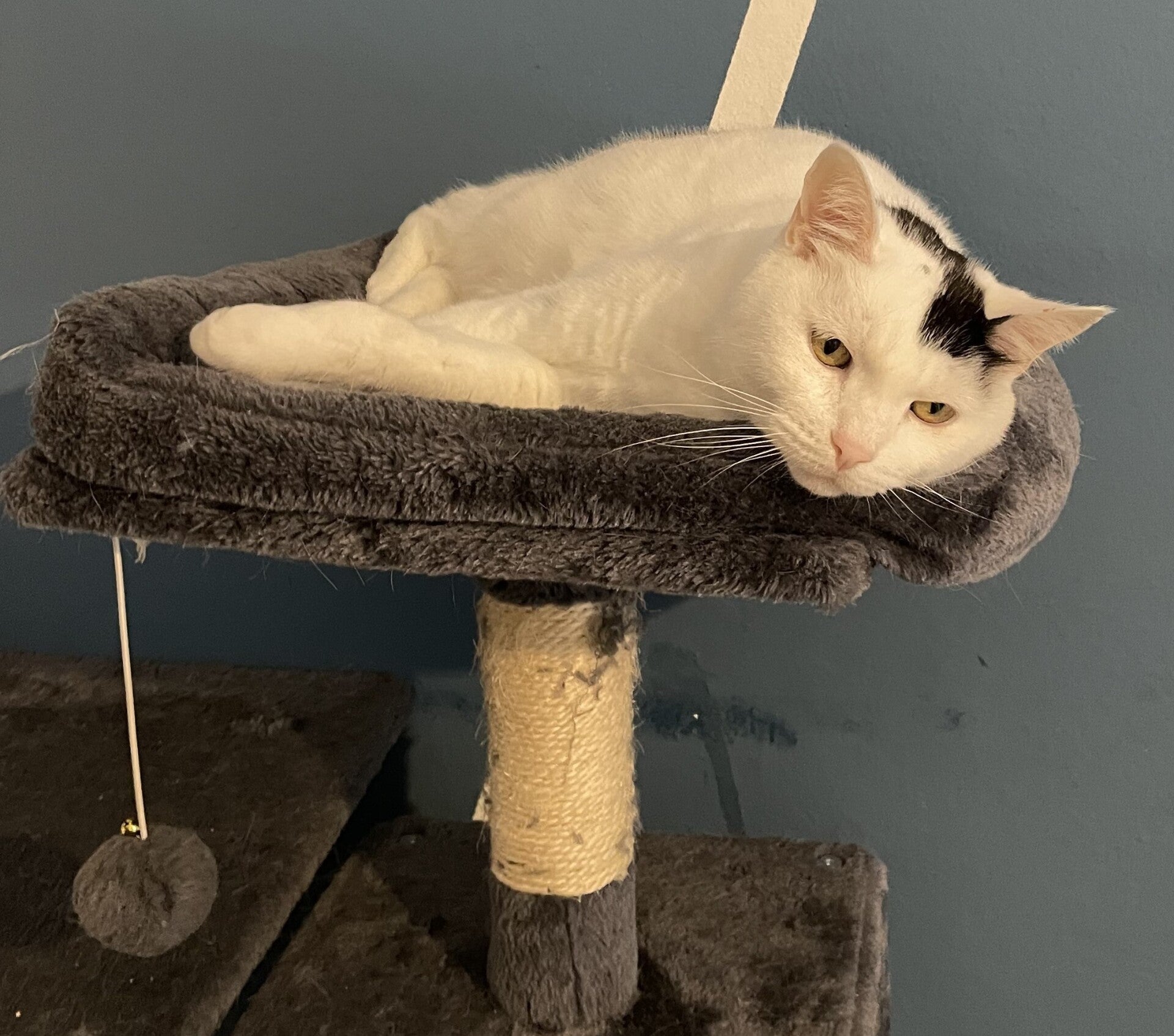 Pacchetti personalizzati di cat sitting a domicilio