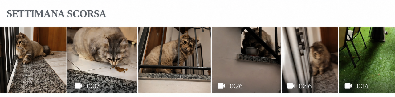 Aggiornamenti quotidiani WhatsApp durante il cat sitting