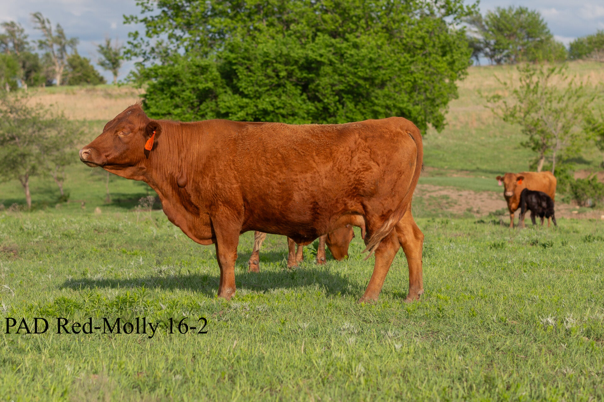Cow/Calf pairs for Sale | Woofter Ranch Dexters