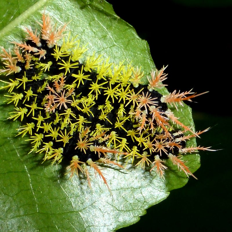 fourth instar