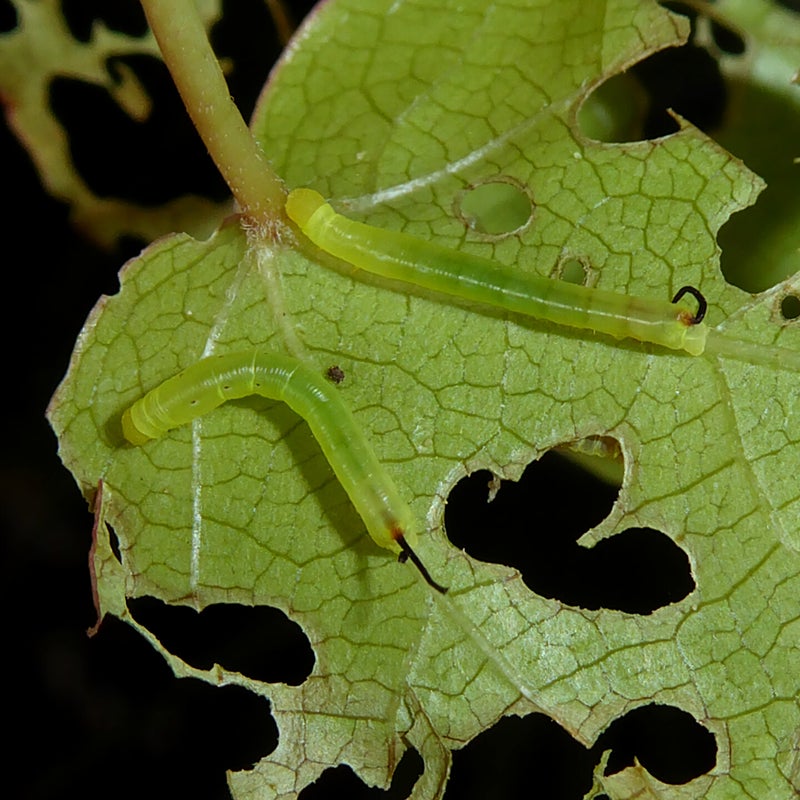 first instar