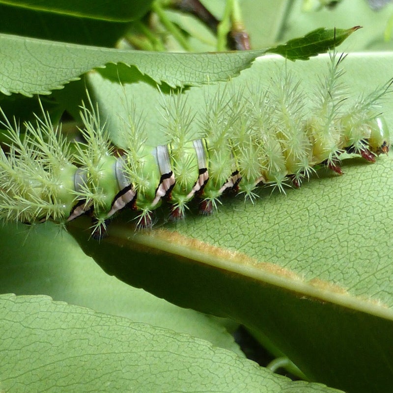 fifth instar