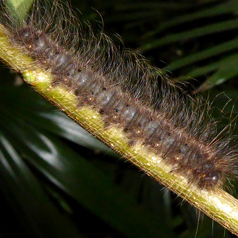 fourth instar