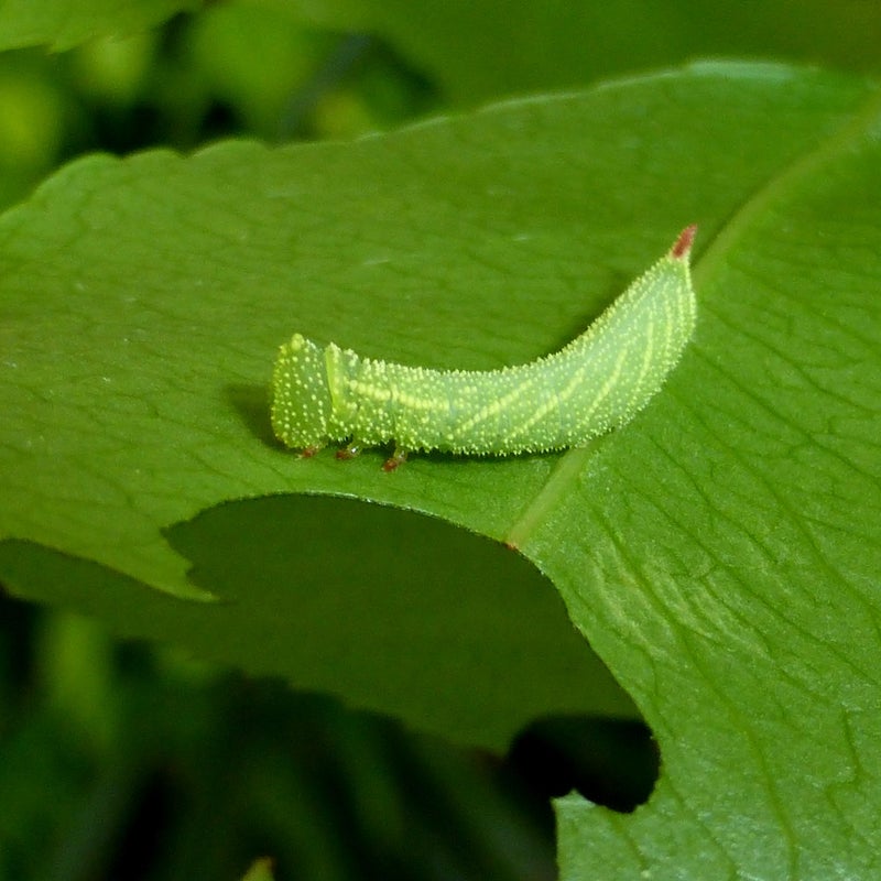 third instar