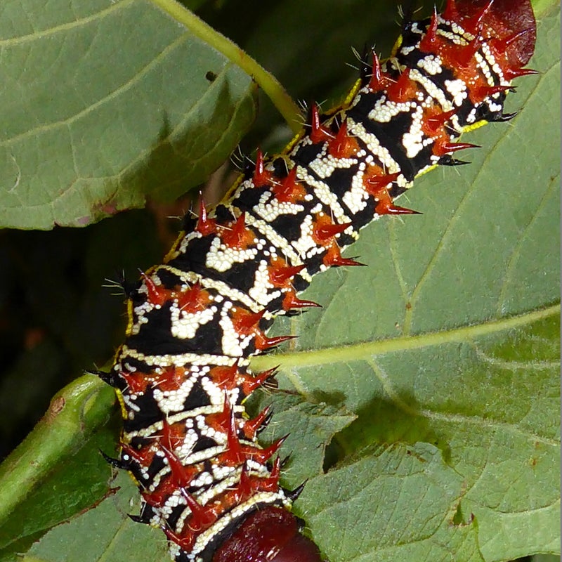 final instar
