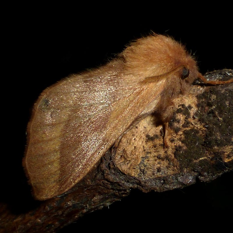 female