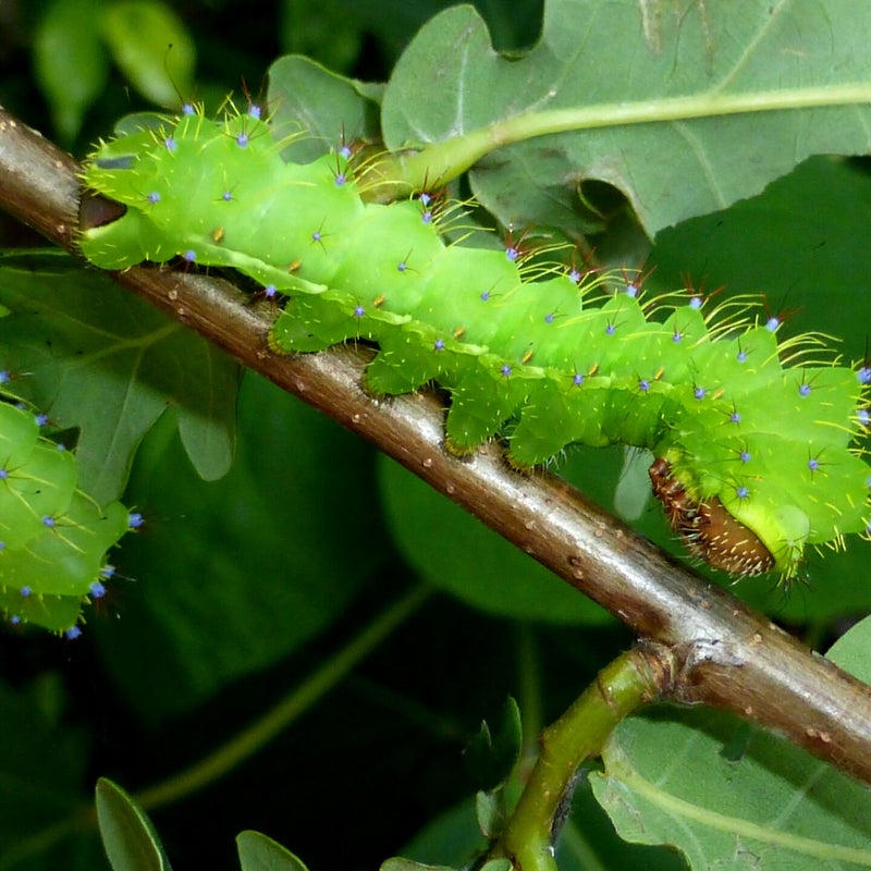 final instar