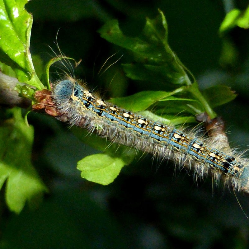 fourth instar