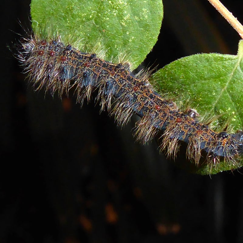 fourth instar
