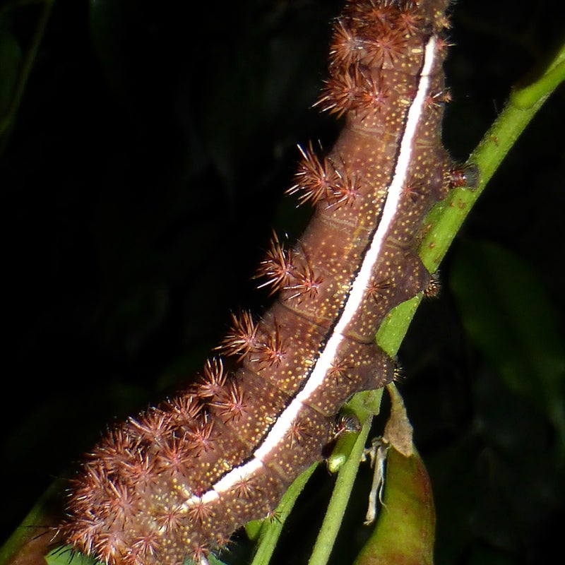 final instar
