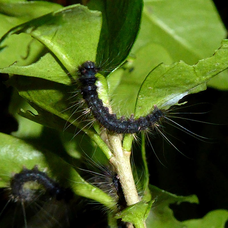 second instar