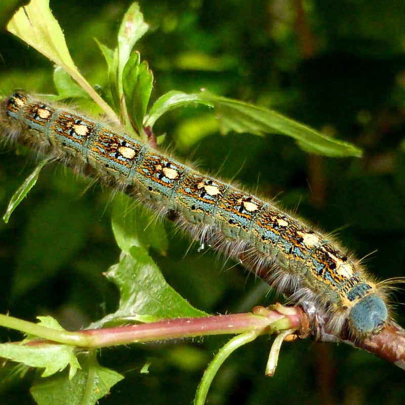 fourth instar