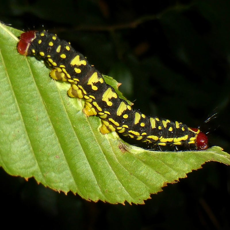 fourth instar