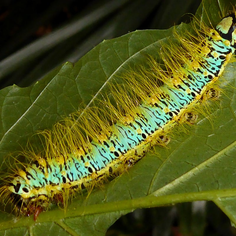 final instar