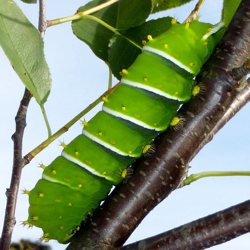 final instar