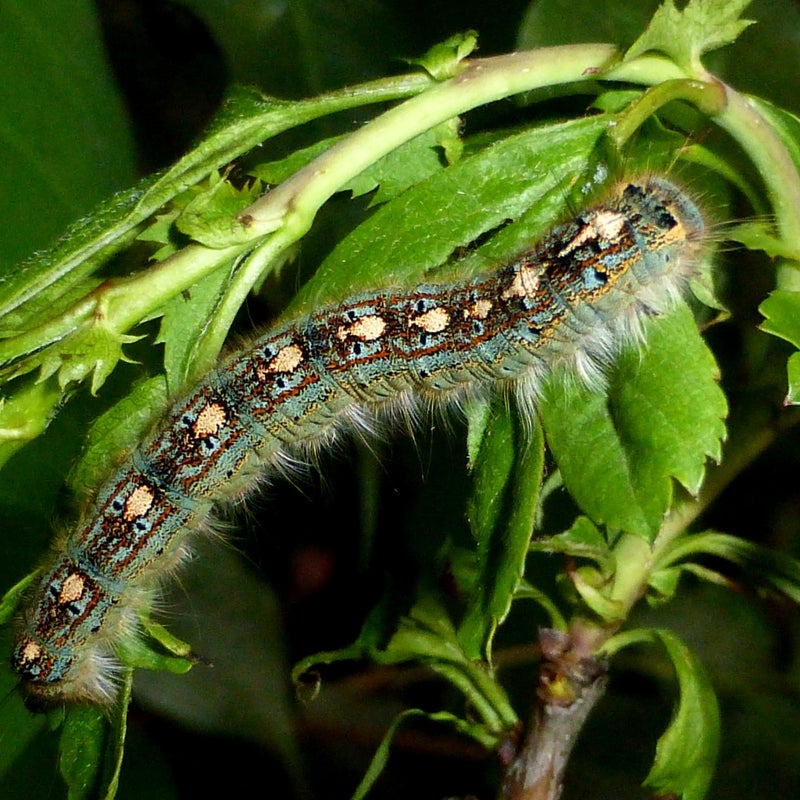 final instar