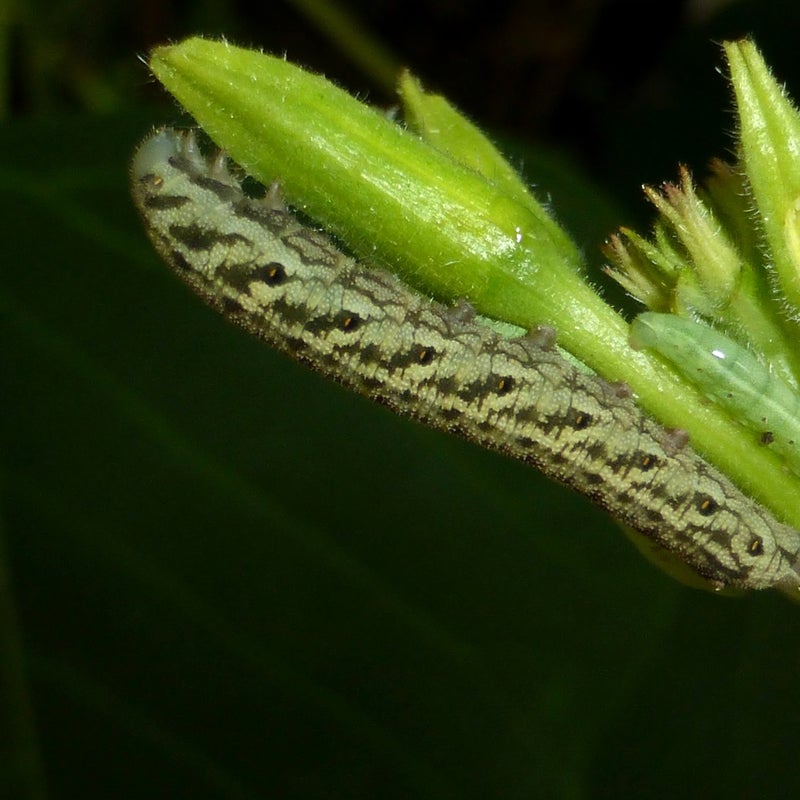 fourth instar