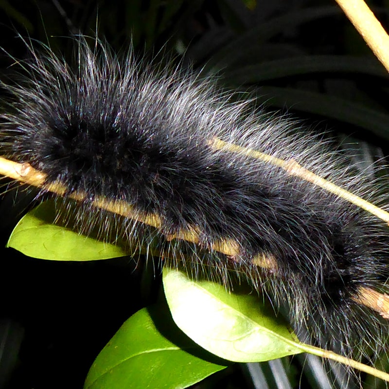 final instar