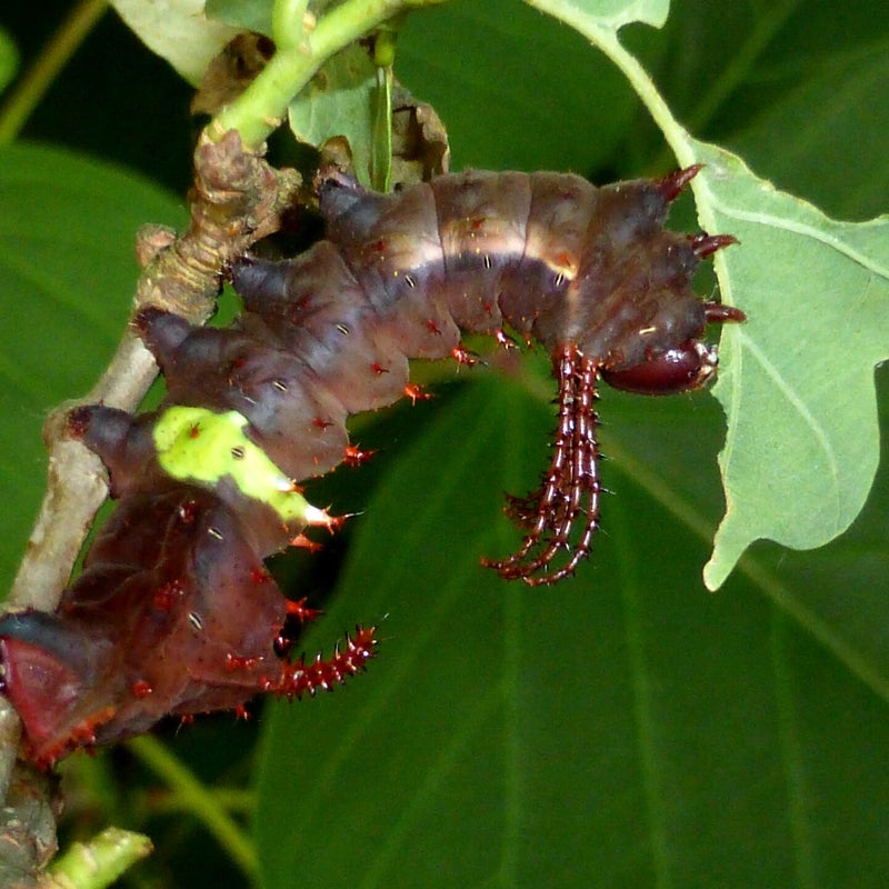 final instar