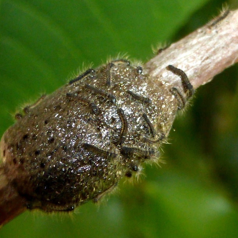 first instar
