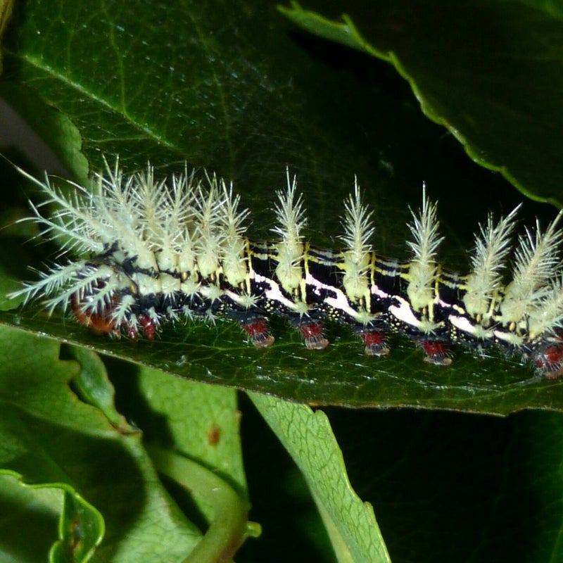 fourth instar