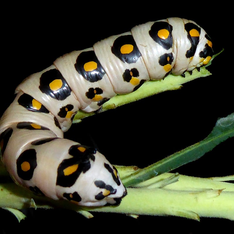 final instar