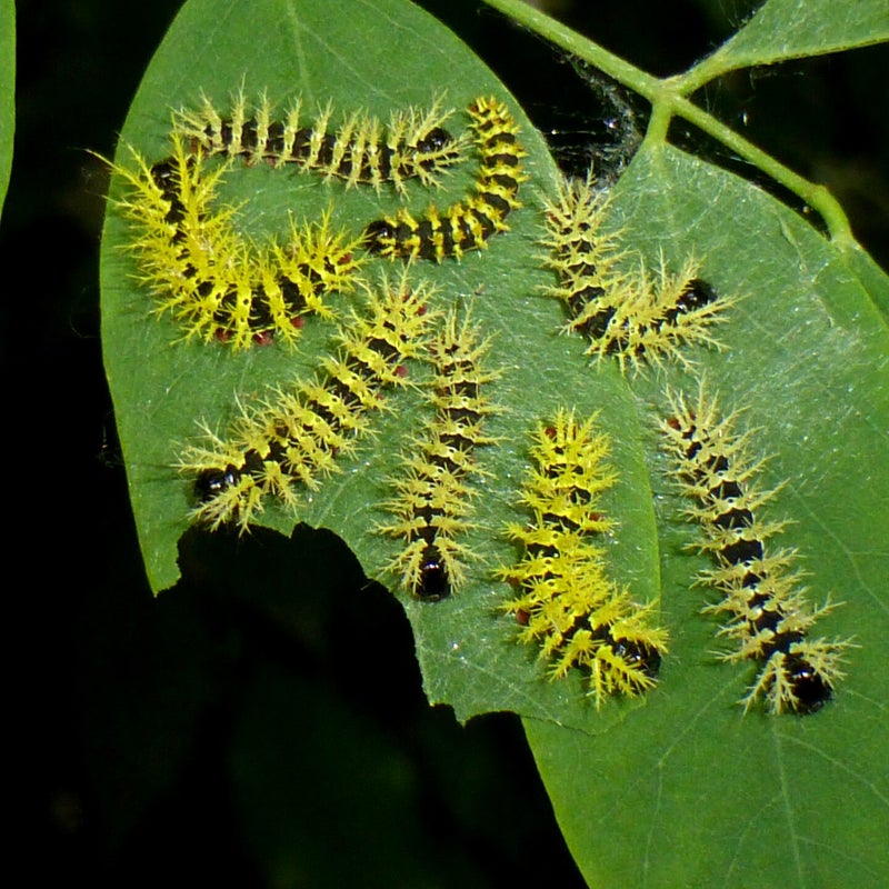 fourth instar
