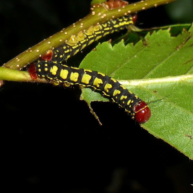 third instar