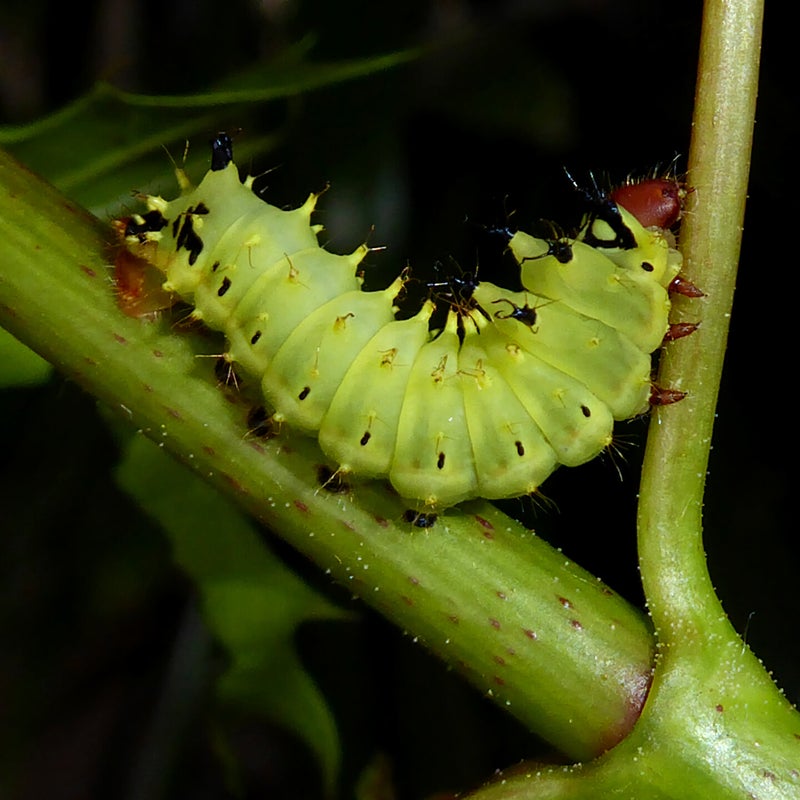 third instar