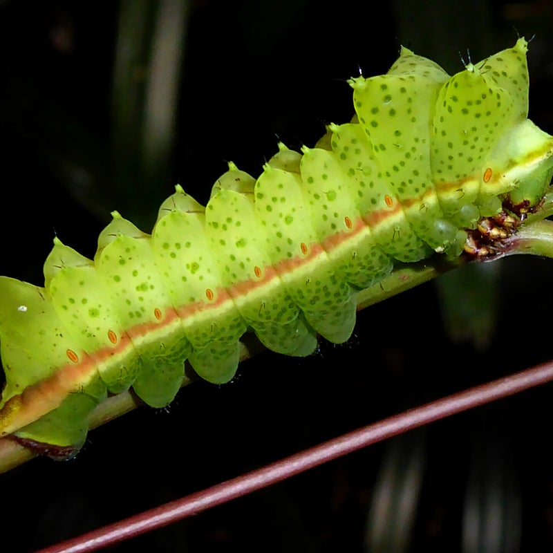 fourth instar