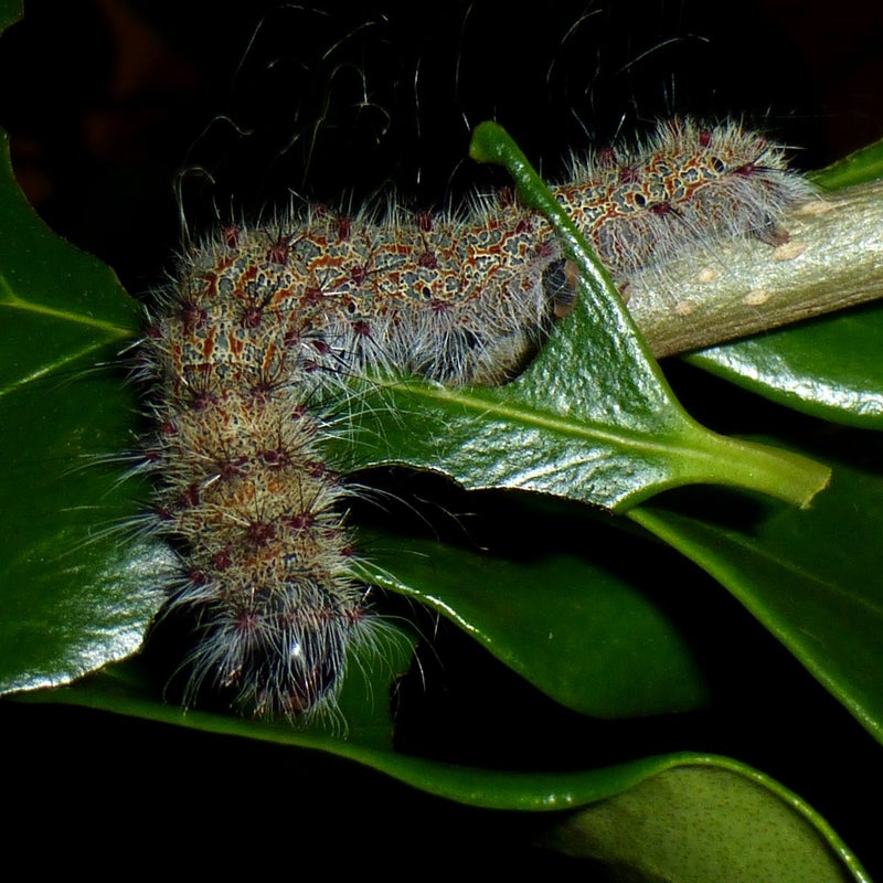 final instar