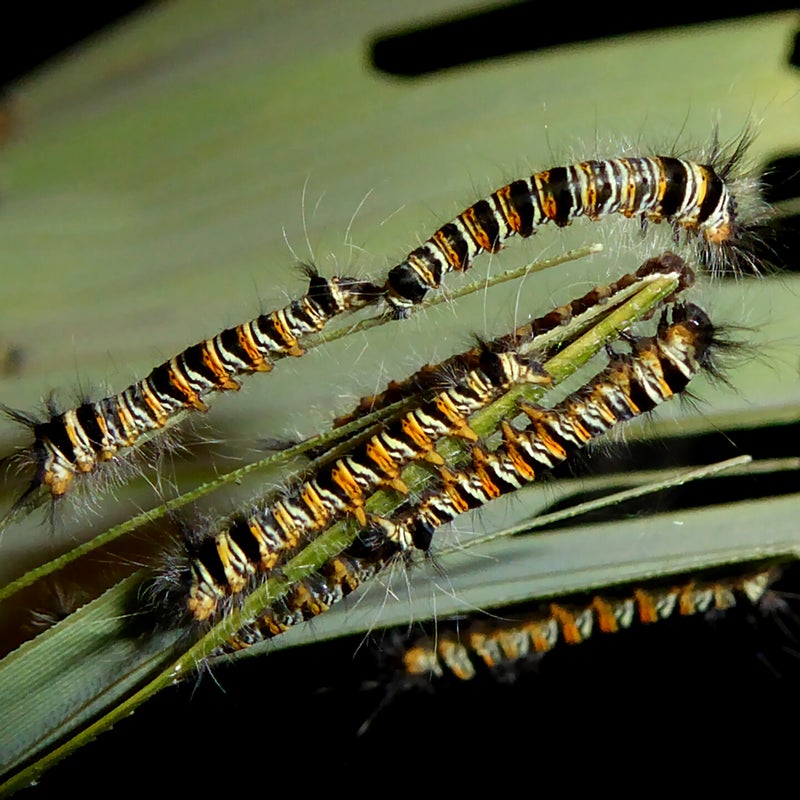 first instar