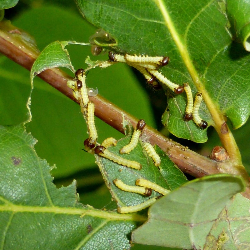 first instar