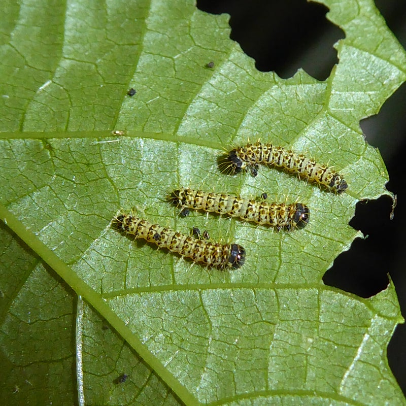 first instar