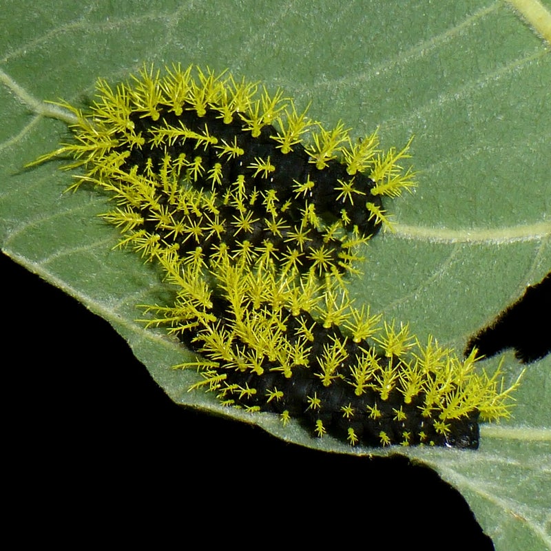 fifth instar