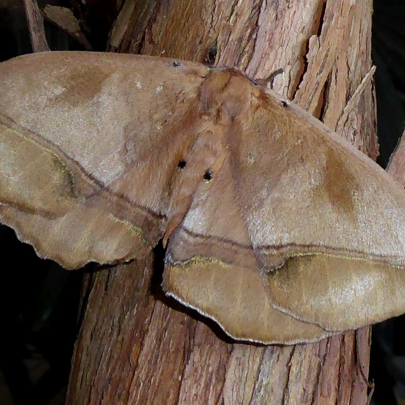 male