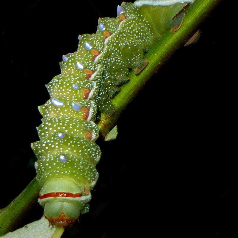 final instar