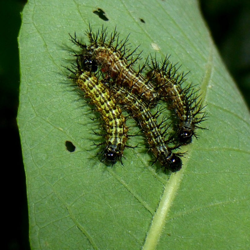 third instar